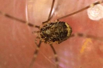 Leiobunum blackwallii