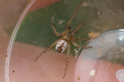 Mangora acalypha
