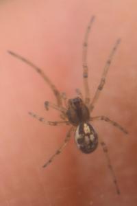 Pachygnatha