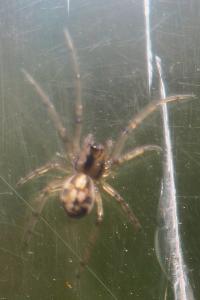 Pachygnatha