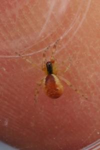 Anelosimus