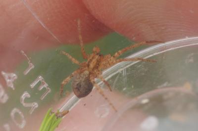 Anyphaena accentuata
