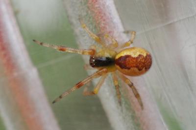Anelosimus