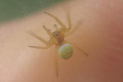 Araniella