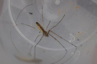 Tetragnatha