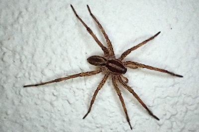 Hogna radiata