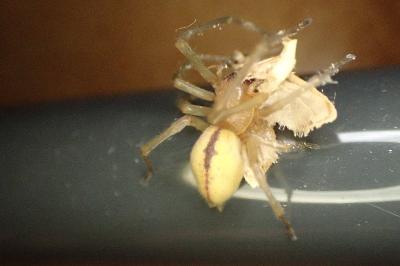 Cheiracanthium