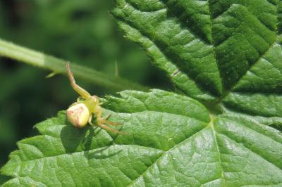 Ebrechtella tricuspidata
