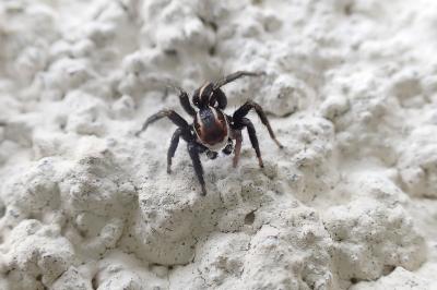 Phlegra bresnieri