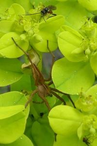 Pisaura mirabilis