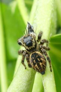 Carrhotus xanthogramma