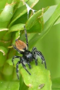 Carrhotus xanthogramma