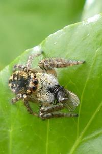 Carrhotus xanthogramma