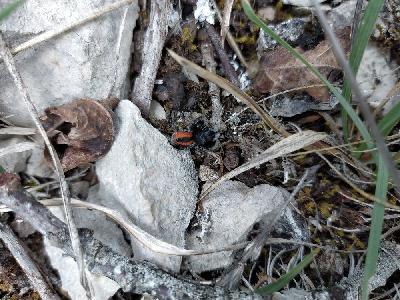 Philaeus chrysops