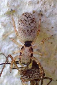 Salticus mutabilis