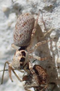 Salticus mutabilis