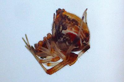 Parasteatoda lunata