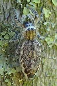 Pseudicius encarpatus