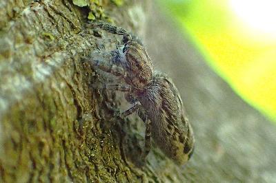 Pseudicius encarpatus