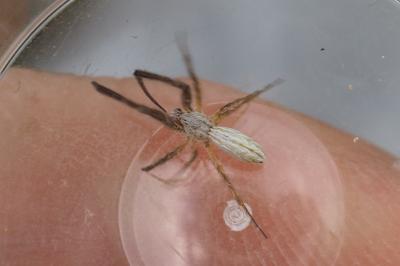 Uloborus walckenaerius