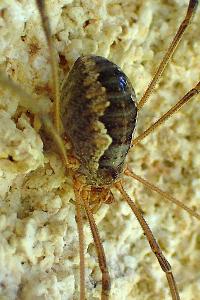 Phalangium opilio