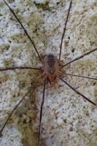 Phalangium opilio