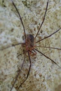 Phalangium opilio