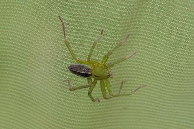 Micrommata ligurina