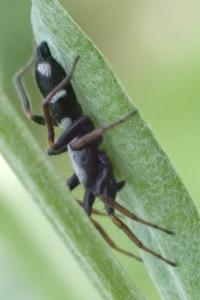 Poecilochroa albomaculata