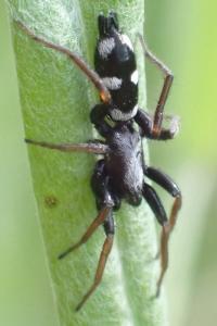 Poecilochroa albomaculata