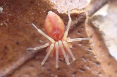 Nigma flavescens