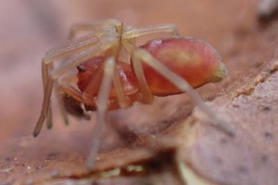 Nigma flavescens