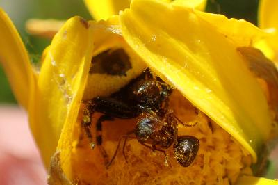 Synema globosum