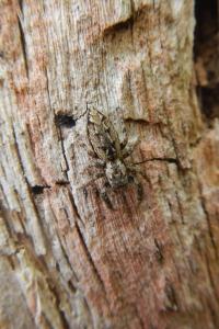 Marpissa muscosa