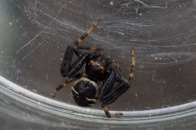 Synema globosum