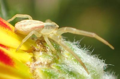 Runcinia grammica