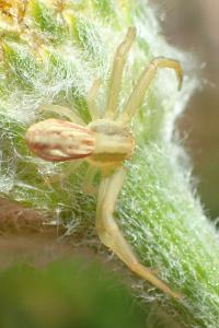 Runcinia grammica
