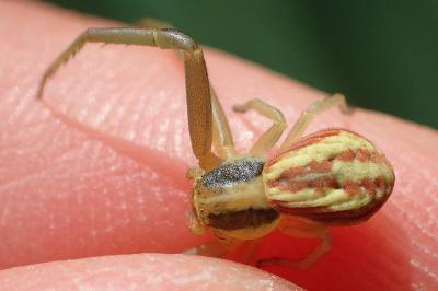 Runcinia grammica
