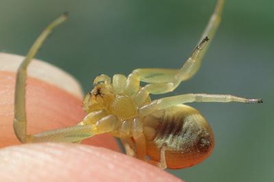 Runcinia grammica