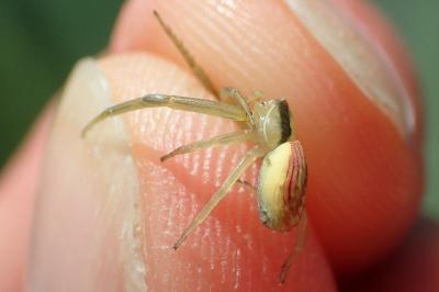 Runcinia grammica