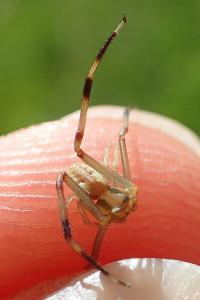 Runcinia grammica