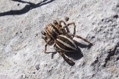Phlegra fasciata