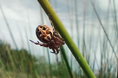 Larinioides cornutus