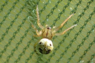 Mangora acalypha