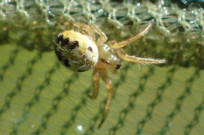 Mangora acalypha