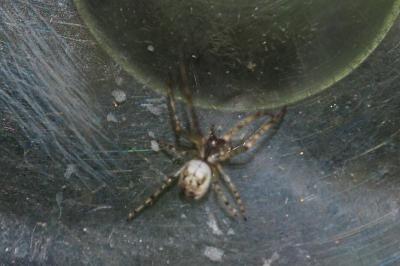 Metellina