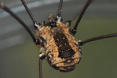 Leiobunum rotundum