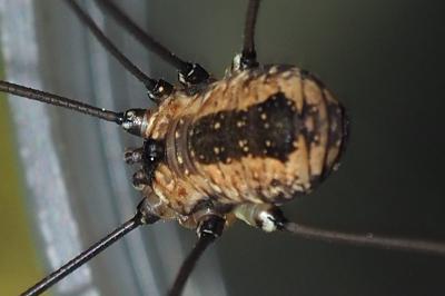 Leiobunum rotundum