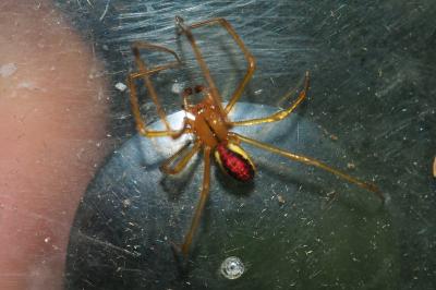 Enoplognatha