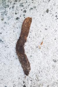 Atypus
